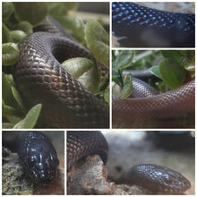 Load image into Gallery viewer, Snake Shed Bottle Pendants (Mexican Black Kingsnake)
